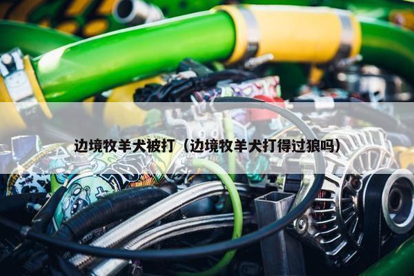 边境牧羊犬被打（边境牧羊犬打得过狼吗）