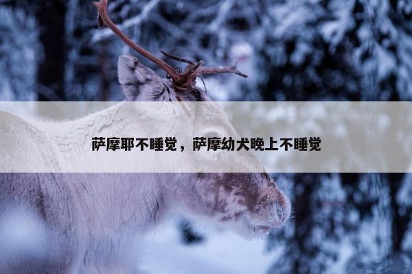萨摩耶不睡觉，萨摩幼犬晚上不睡觉