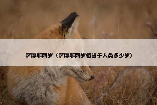 萨摩耶两岁（萨摩耶两岁相当于人类多少岁）