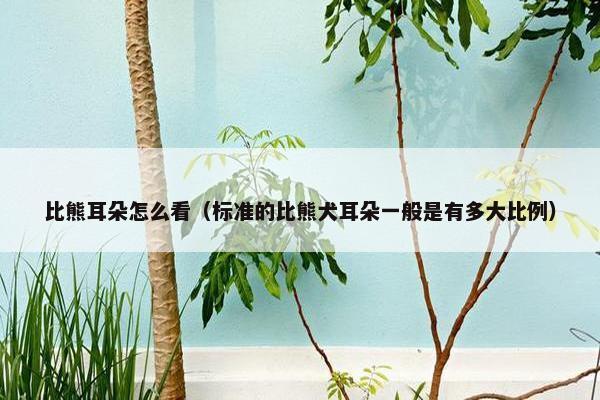比熊耳朵怎么看（标准的比熊犬耳朵一般是有多大比例）