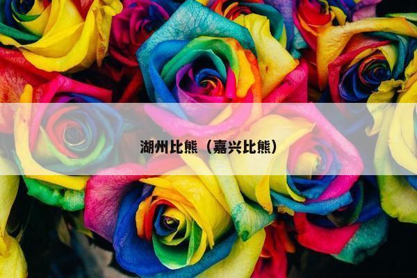 湖州比熊（嘉兴比熊）