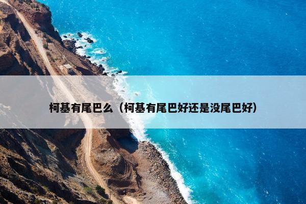 柯基有尾巴么（柯基有尾巴好还是没尾巴好）