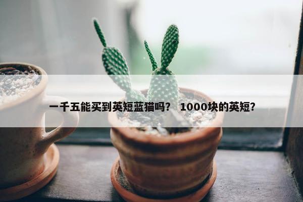 一千五能买到英短蓝猫吗？ 1000块的英短？