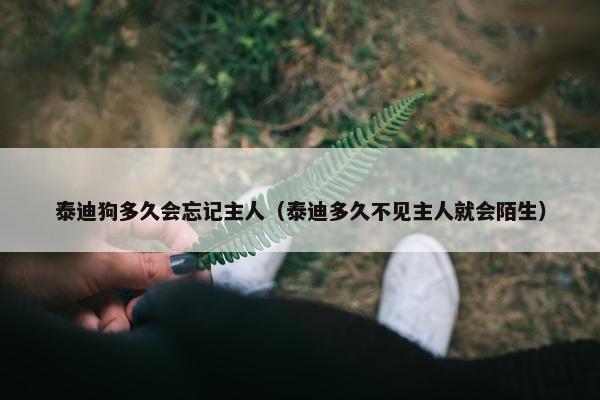 泰迪狗多久会忘记主人（泰迪多久不见主人就会陌生）