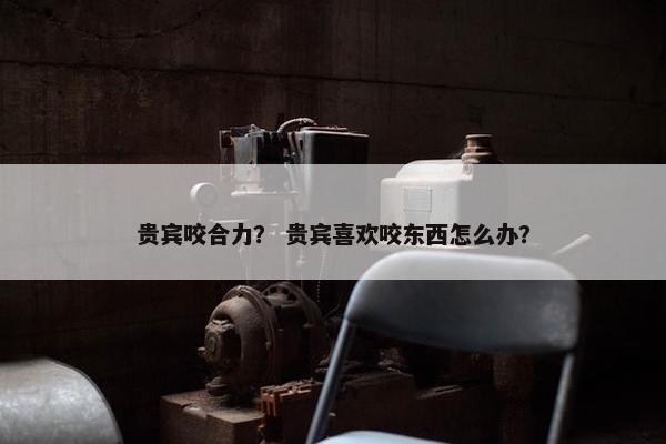 贵宾咬合力？ 贵宾喜欢咬东西怎么办？
