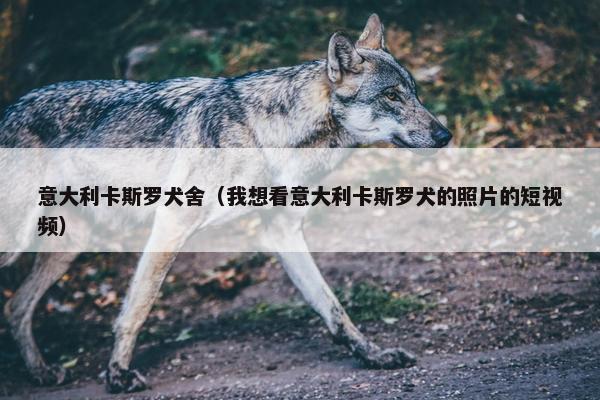意大利卡斯罗犬舍（我想看意大利卡斯罗犬的照片的短视频）