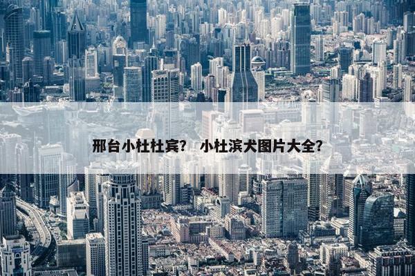 邢台小杜杜宾？ 小杜滨犬图片大全？