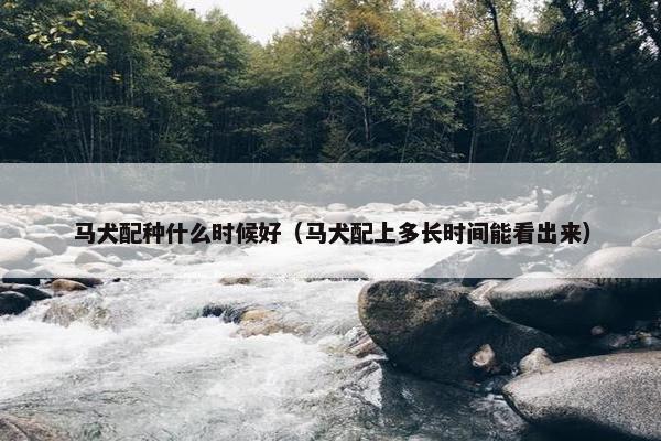 马犬配种什么时候好（马犬配上多长时间能看出来）