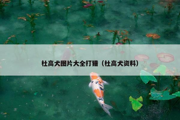 杜高犬图片大全打猎（杜高犬资料）