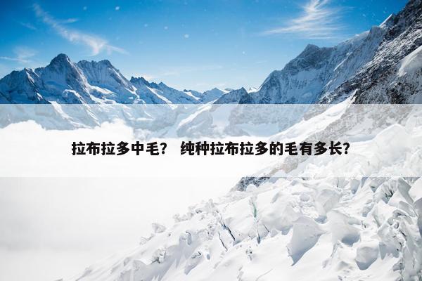 拉布拉多中毛？ 纯种拉布拉多的毛有多长？