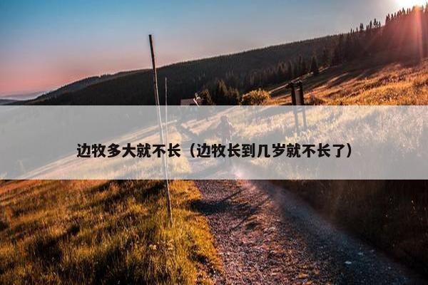 边牧多大就不长（边牧长到几岁就不长了）