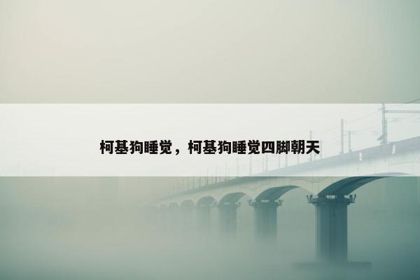柯基狗睡觉，柯基狗睡觉四脚朝天