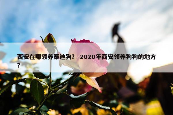 西安在哪领养泰迪狗？ 2020年西安领养狗狗的地方？