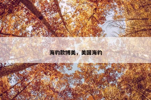 海豹款博美，美国海豹