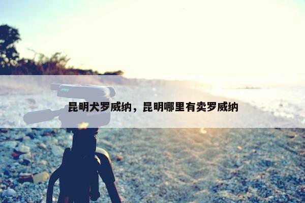 昆明犬罗威纳，昆明哪里有卖罗威纳