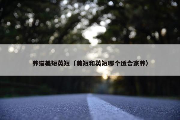 养猫美短英短（美短和英短哪个适合家养）