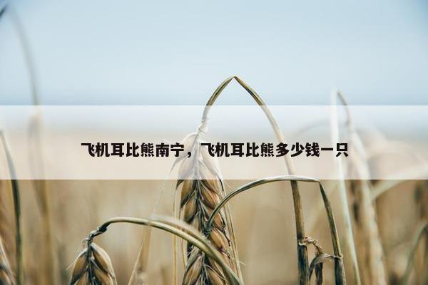 飞机耳比熊南宁，飞机耳比熊多少钱一只