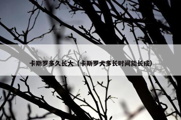 卡斯罗多久长大（卡斯罗犬多长时间能长成）