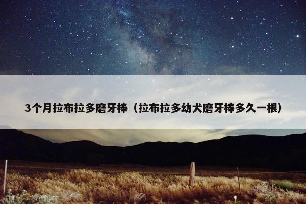 3个月拉布拉多磨牙棒（拉布拉多幼犬磨牙棒多久一根）
