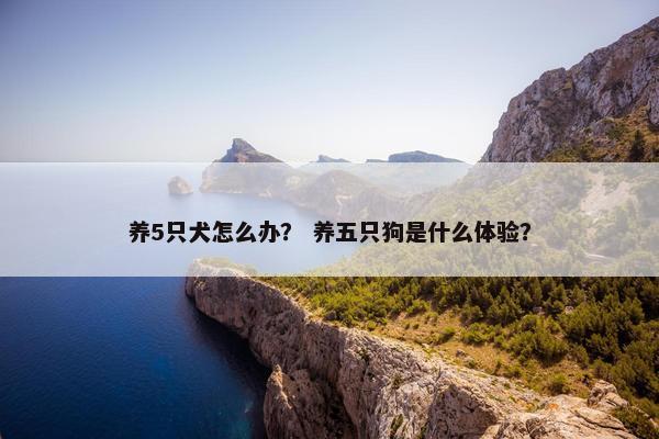 养5只犬怎么办？ 养五只狗是什么体验？