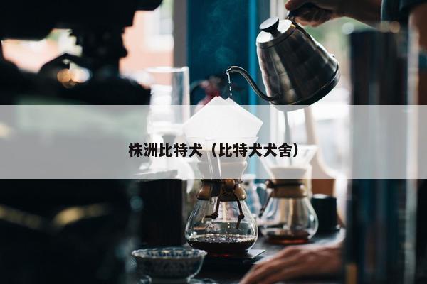 株洲比特犬（比特犬犬舍）