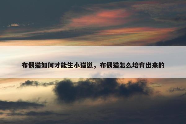 布偶猫如何才能生小猫崽，布偶猫怎么培育出来的