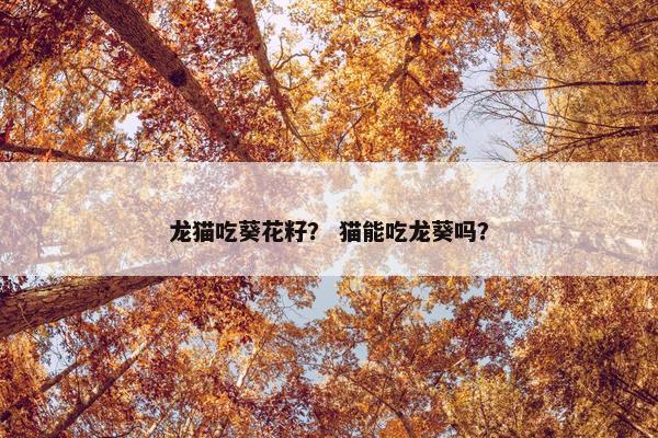 龙猫吃葵花籽？ 猫能吃龙葵吗？