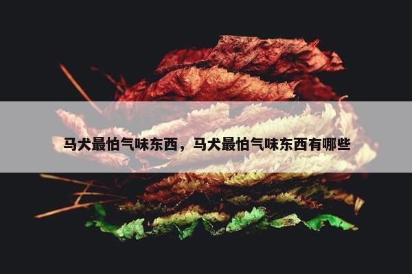 马犬最怕气味东西，马犬最怕气味东西有哪些