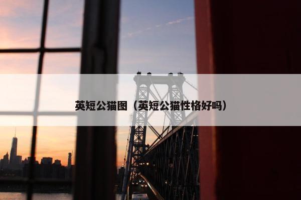 英短公猫图（英短公猫性格好吗）