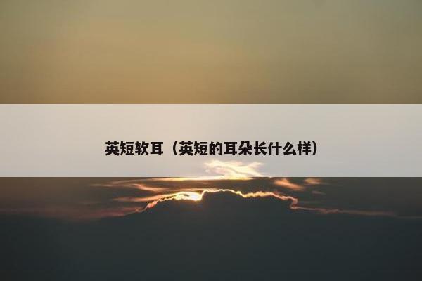 英短软耳（英短的耳朵长什么样）