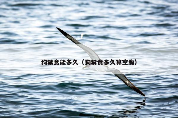 狗禁食能多久（狗禁食多久算空腹）
