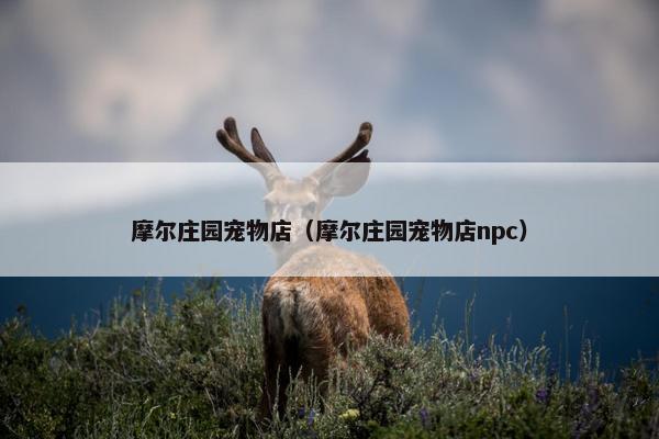 摩尔庄园宠物店（摩尔庄园宠物店npc）
