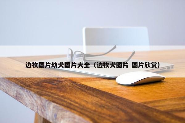 边牧图片幼犬图片大全（边牧犬图片 图片欣赏）