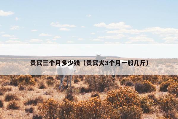 贵宾三个月多少钱（贵宾犬3个月一般几斤）