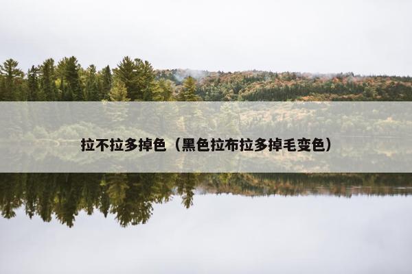 拉不拉多掉色（黑色拉布拉多掉毛变色）
