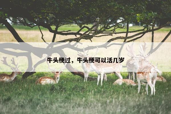 牛头梗过，牛头梗可以活几岁