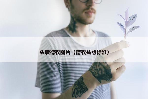 头版德牧图片（德牧头版标准）