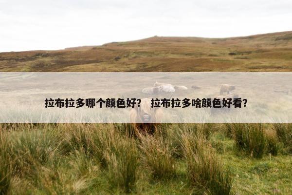 拉布拉多哪个颜色好？ 拉布拉多啥颜色好看？