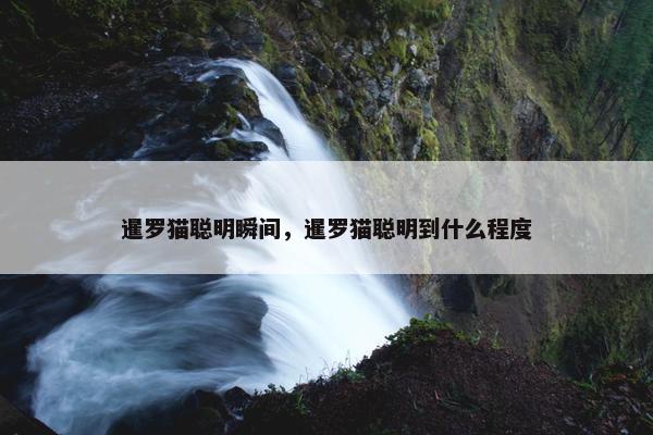 暹罗猫聪明瞬间，暹罗猫聪明到什么程度
