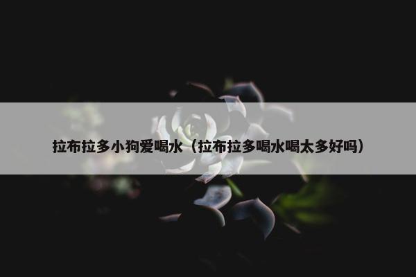 拉布拉多小狗爱喝水（拉布拉多喝水喝太多好吗）