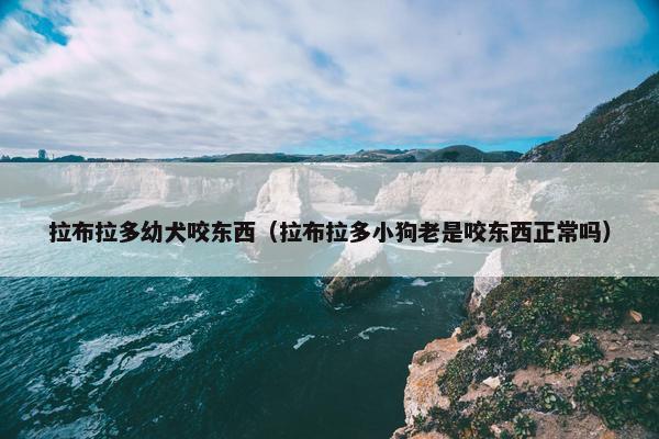 拉布拉多幼犬咬东西（拉布拉多小狗老是咬东西正常吗）