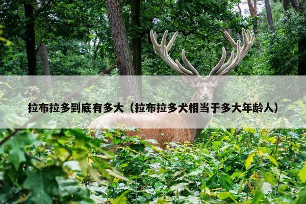 拉布拉多到底有多大（拉布拉多犬相当于多大年龄人）