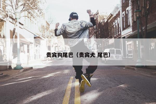 贵宾狗尾巴（贵宾犬 尾巴）