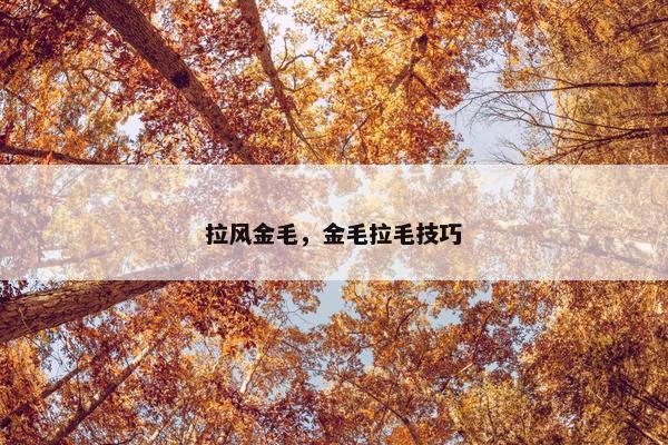 拉风金毛，金毛拉毛技巧