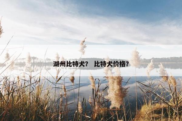 湖州比特犬？ 比特犬价格？