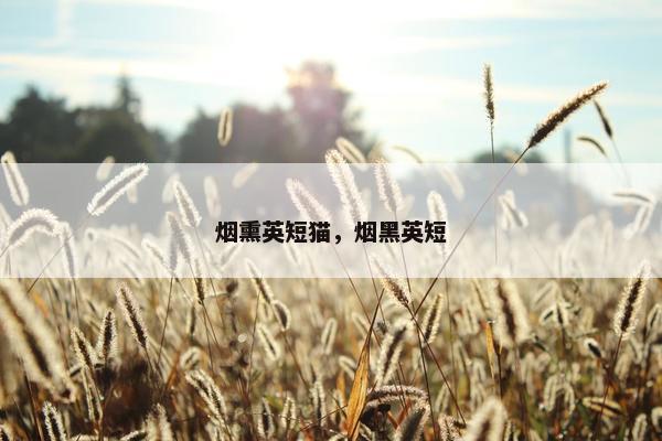 烟熏英短猫，烟黑英短
