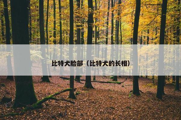 比特犬脸部（比特犬的长相）