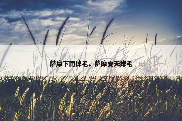 萨摩下雨掉毛，萨摩夏天掉毛