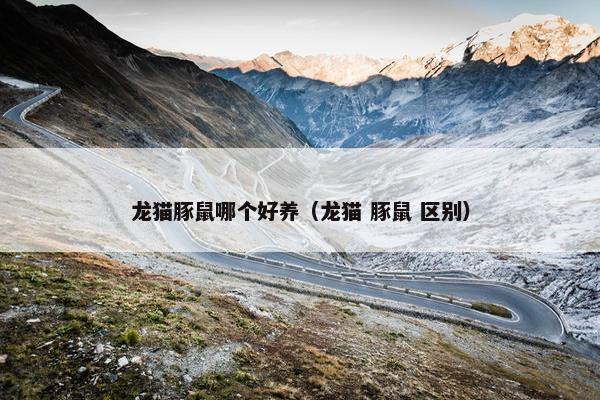 龙猫豚鼠哪个好养（龙猫 豚鼠 区别）