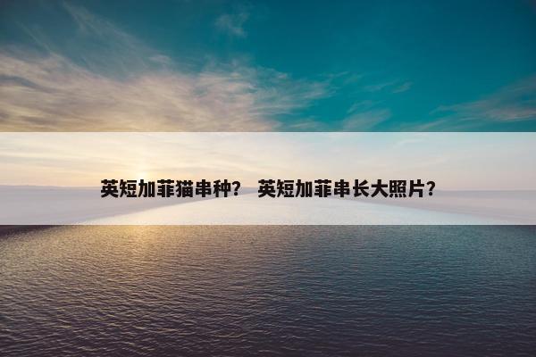 英短加菲猫串种？ 英短加菲串长大照片？